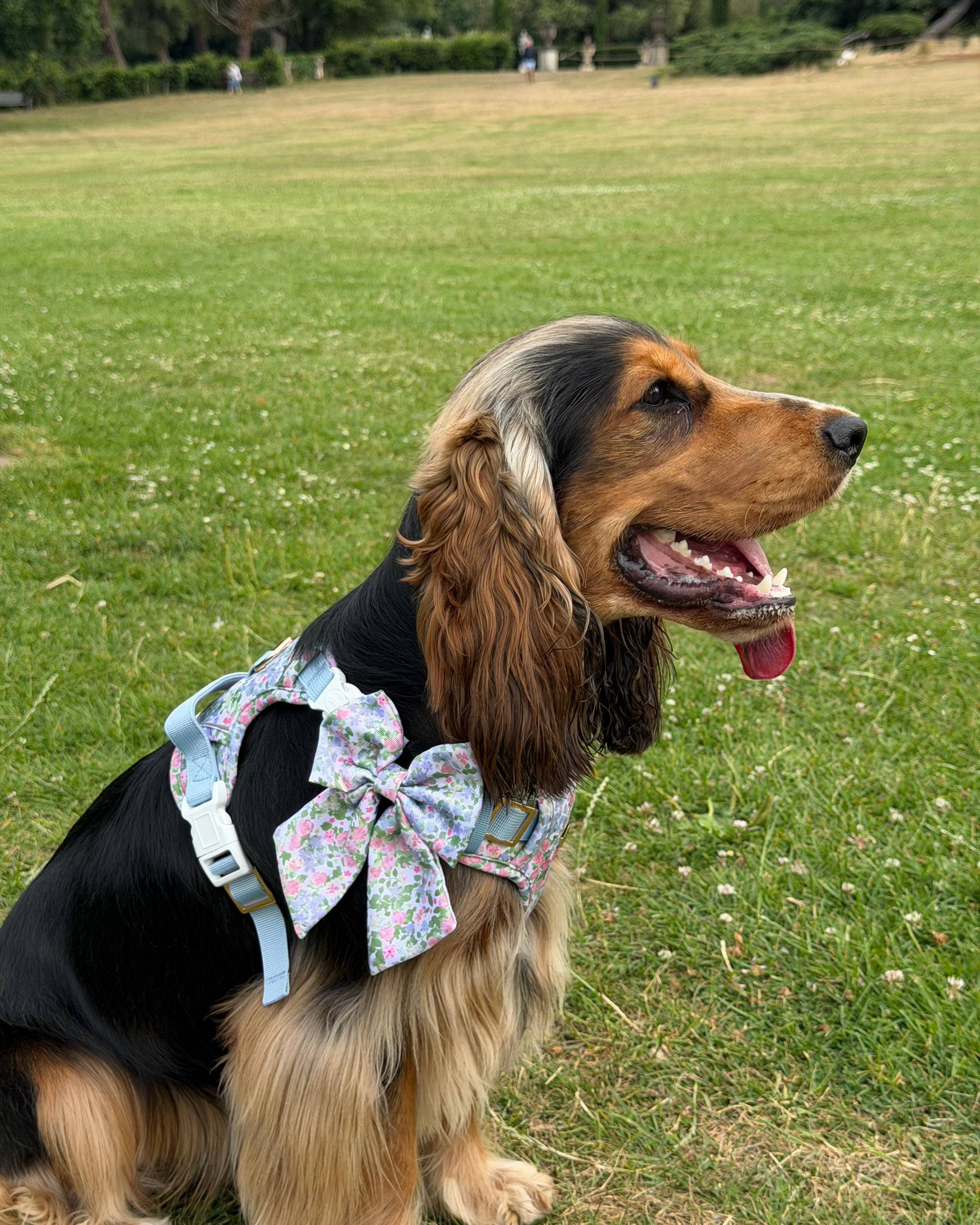 Petal Breeze Dog Sailor Bow Ties