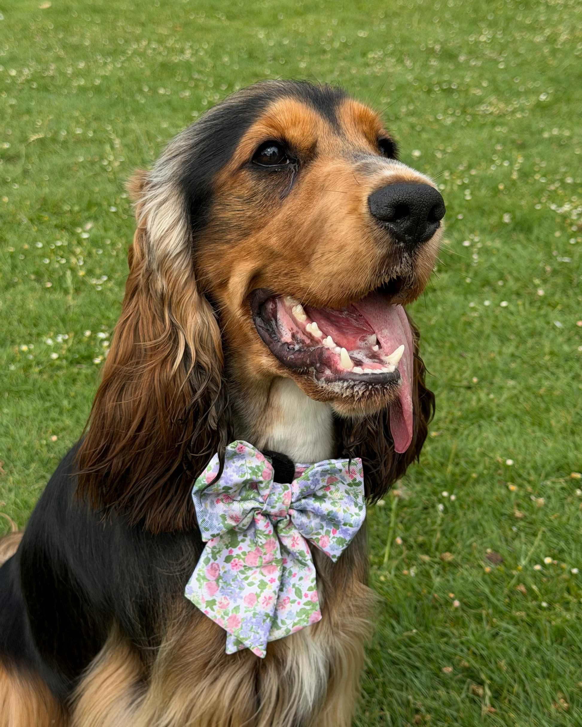 Petal Breeze Dog Sailor Bow Ties