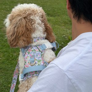 Petal Breeze Dog Collar