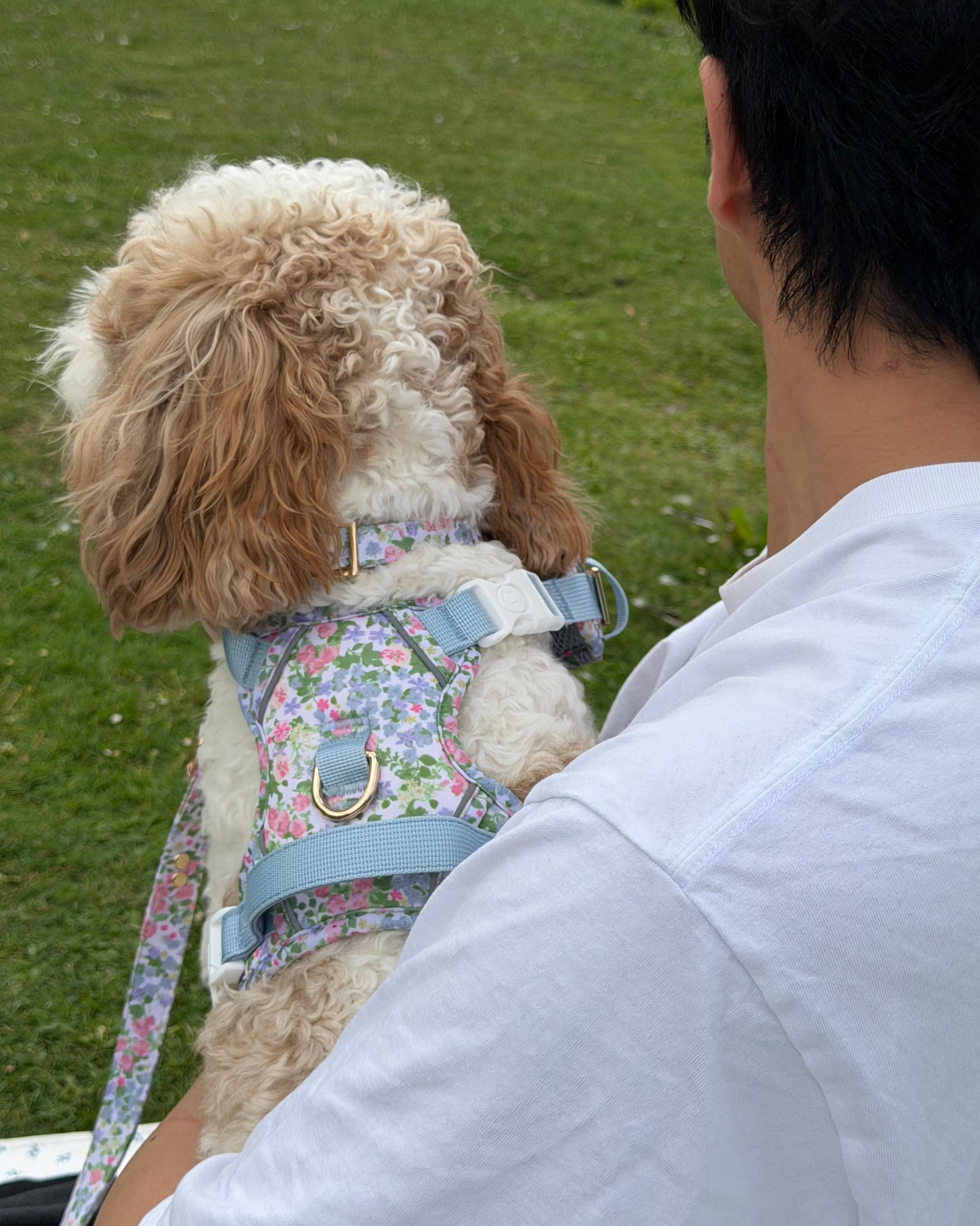 Petal Breeze Dog Collar