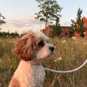 Petal Breeze Dog Collar
