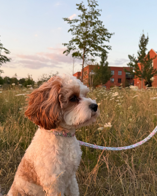 Petal Breeze Dog Collar
