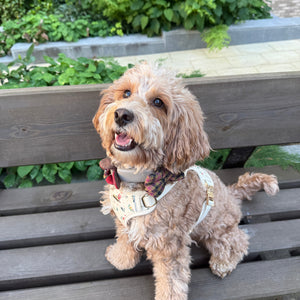 Vintage Fleur Dog Harness