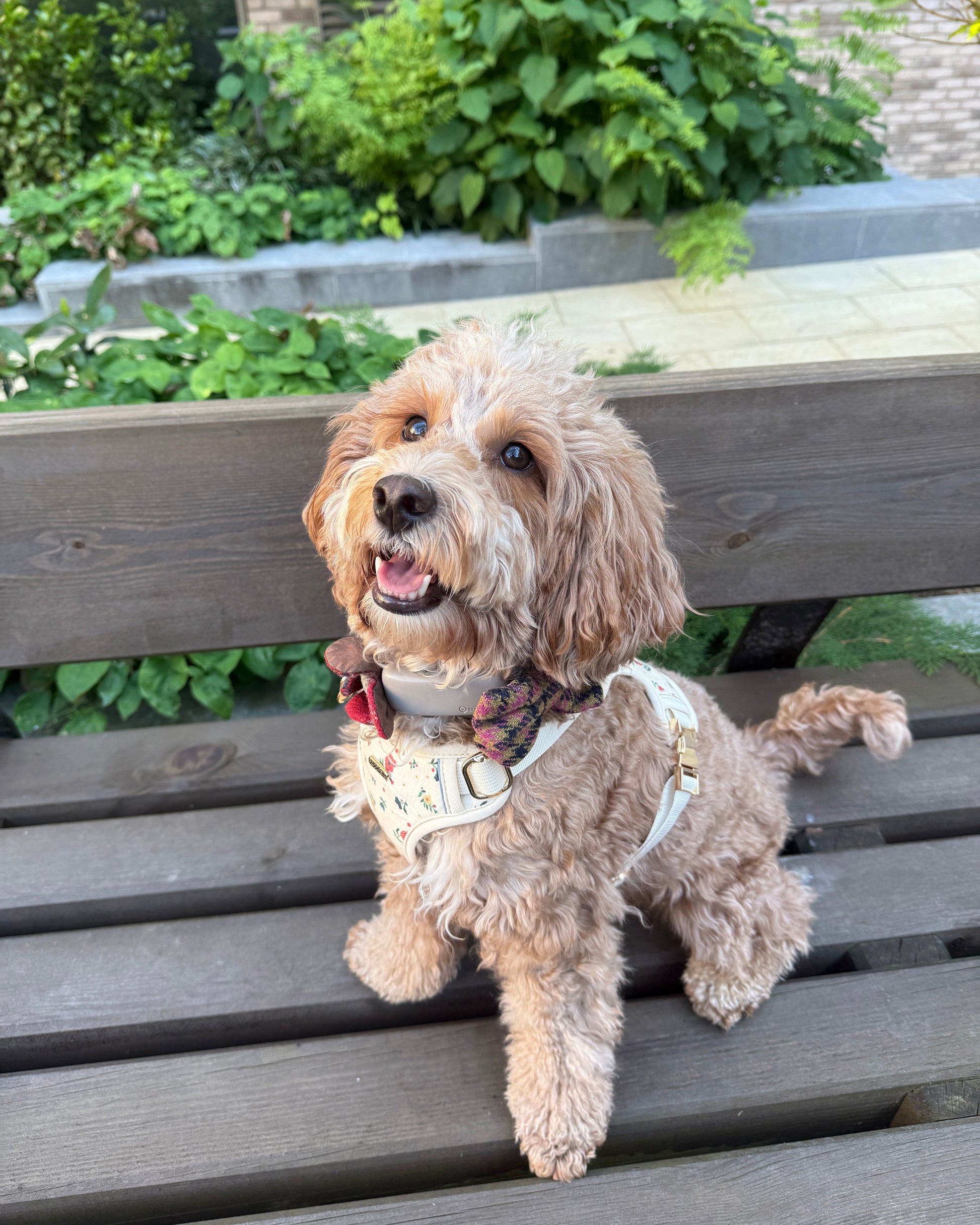 Vintage Fleur Dog Harness