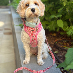 Rosy Bloom Dog Harness