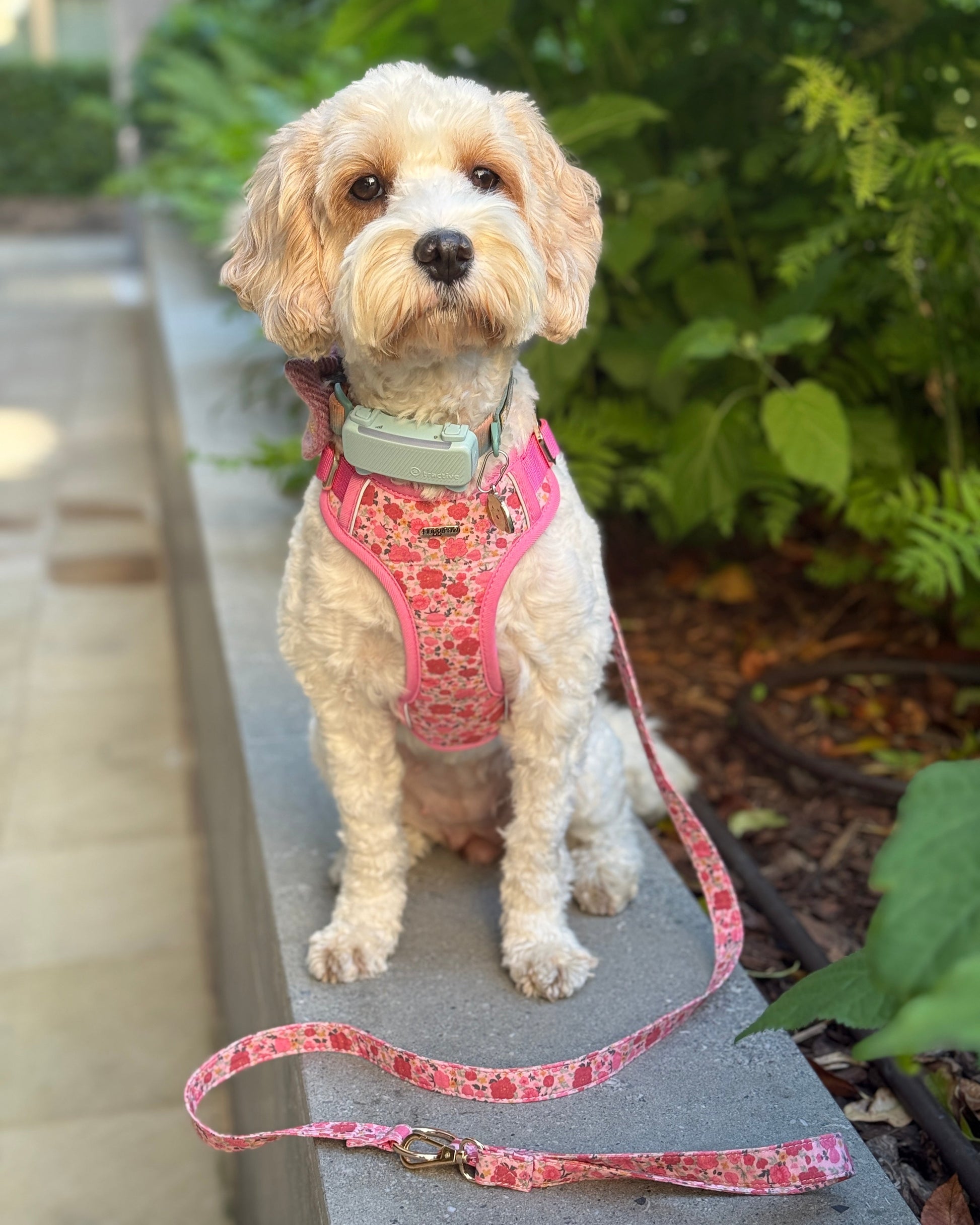 Rosy Bloom Dog Harness