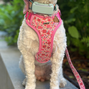 Rosy Bloom Dog Harness