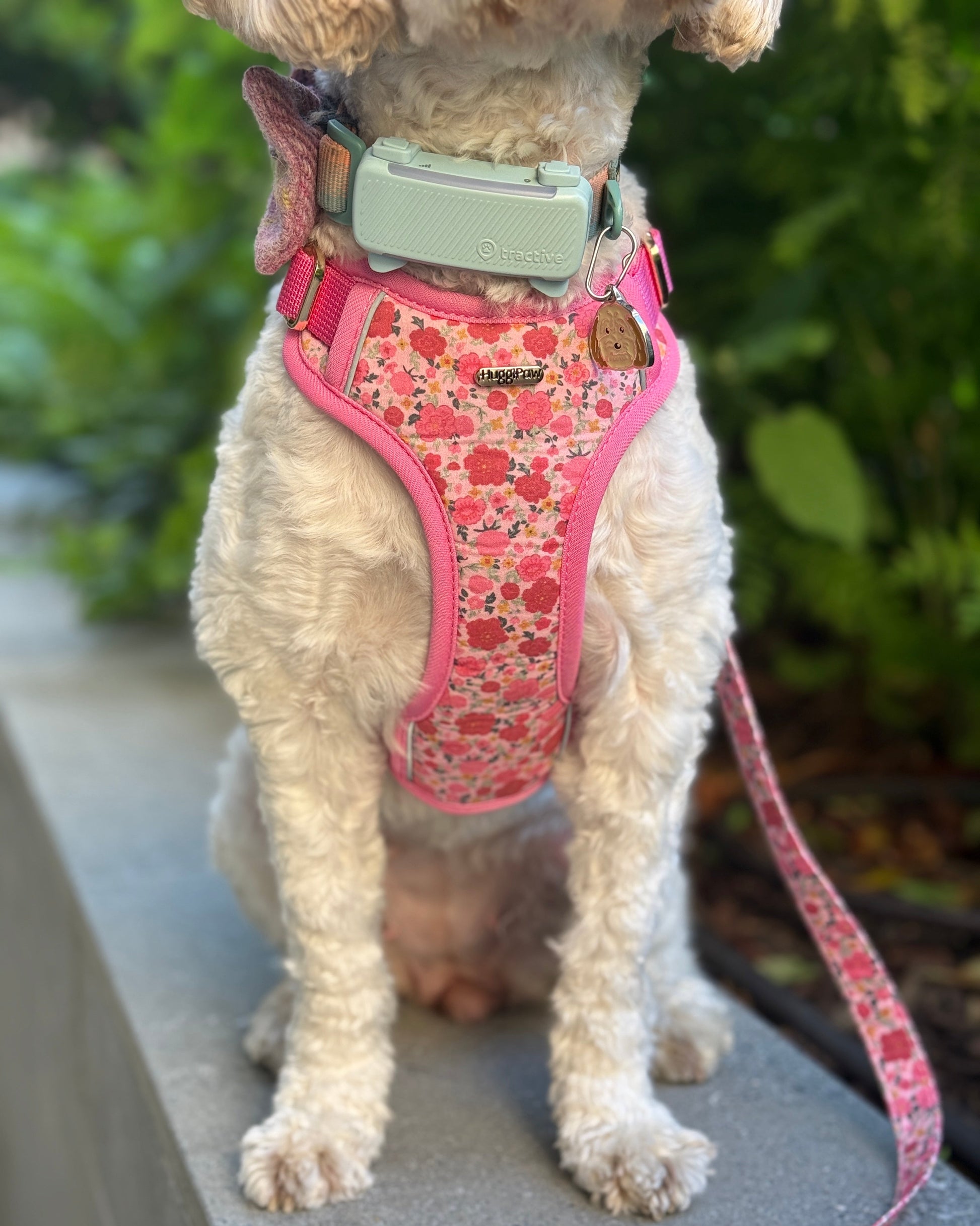 Rosy Bloom Dog Harness