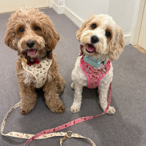Rosy Bloom Dog Harness
