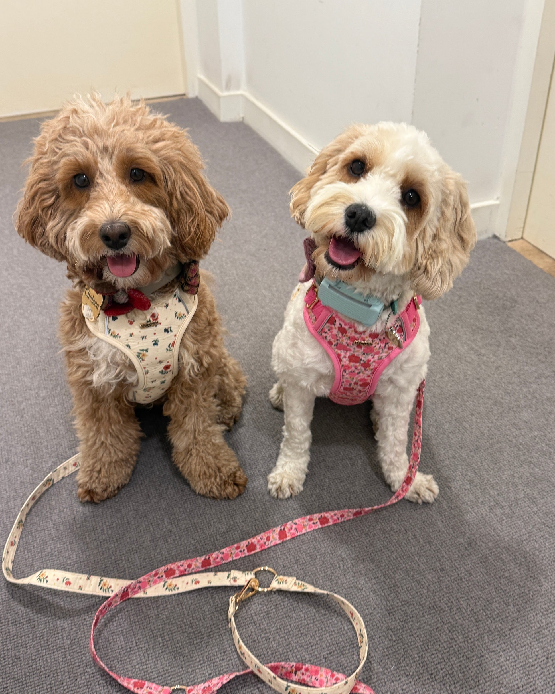 Rosy Bloom Dog Harness