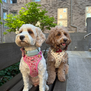 Vintage Fleur Dog Harness