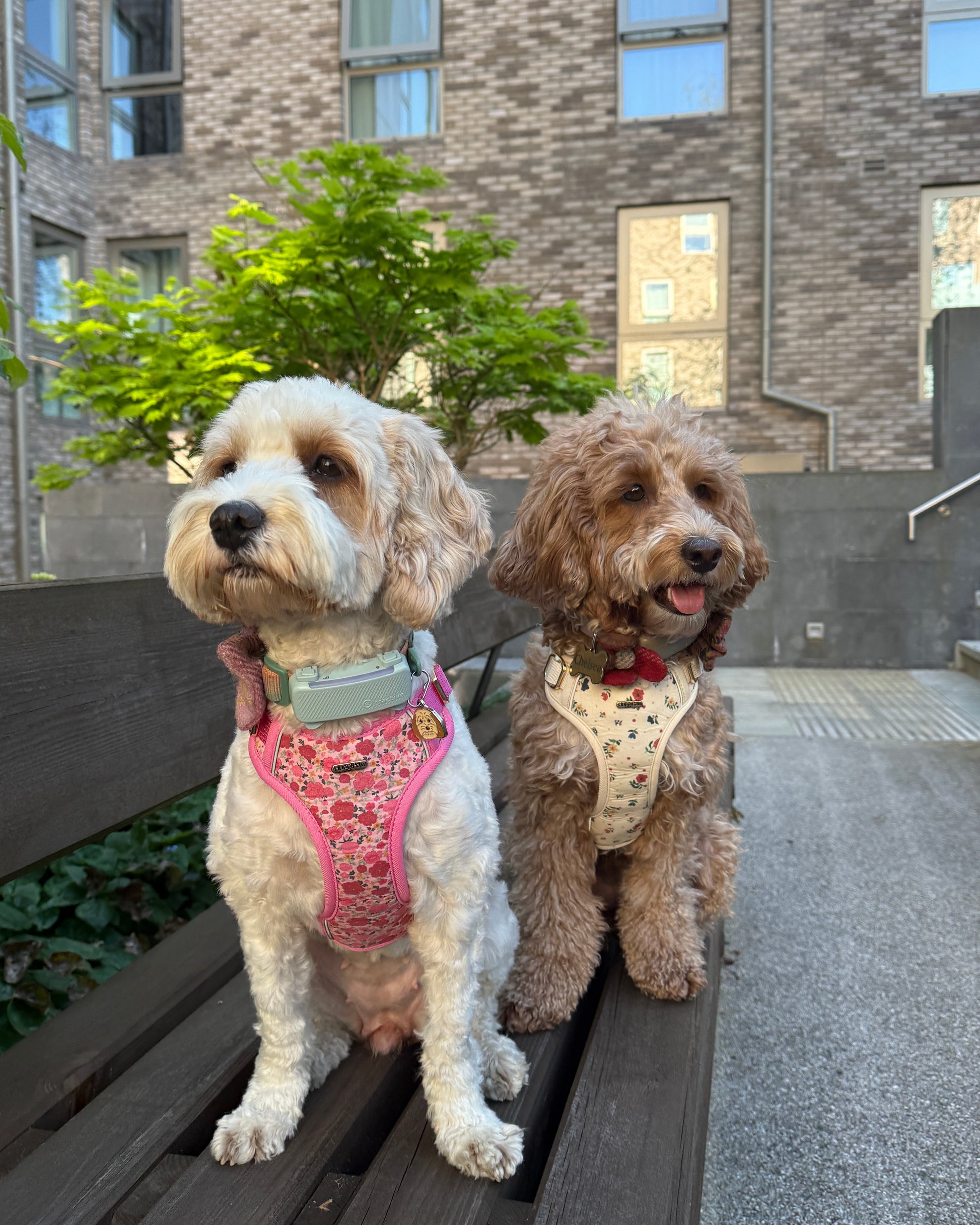 Vintage Fleur Dog Harness