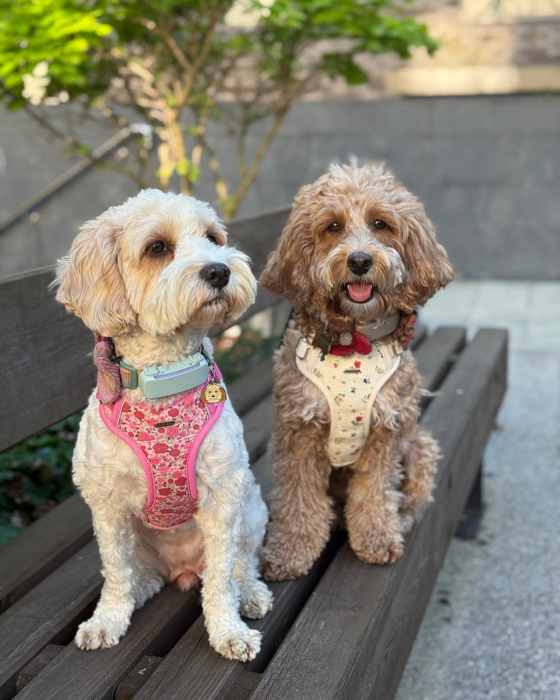 Rosy Bloom Dog Harness