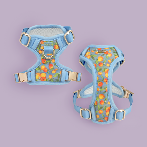 Citrus Breeze Dog Harness