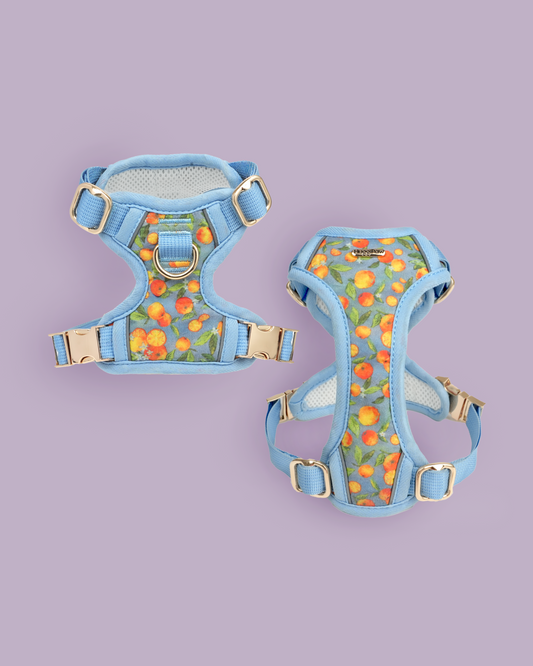 Citrus Breeze Dog Harness