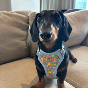 Citrus Breeze Dog Harness