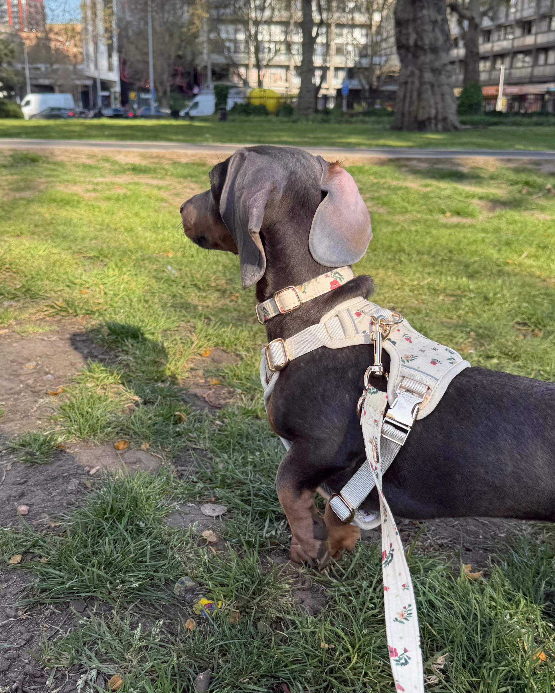 Vintage Fleur Dog Harness