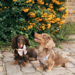 Two dachshunds wearing bow ties standing on a stone path with a bush of yellow flowers in the background.