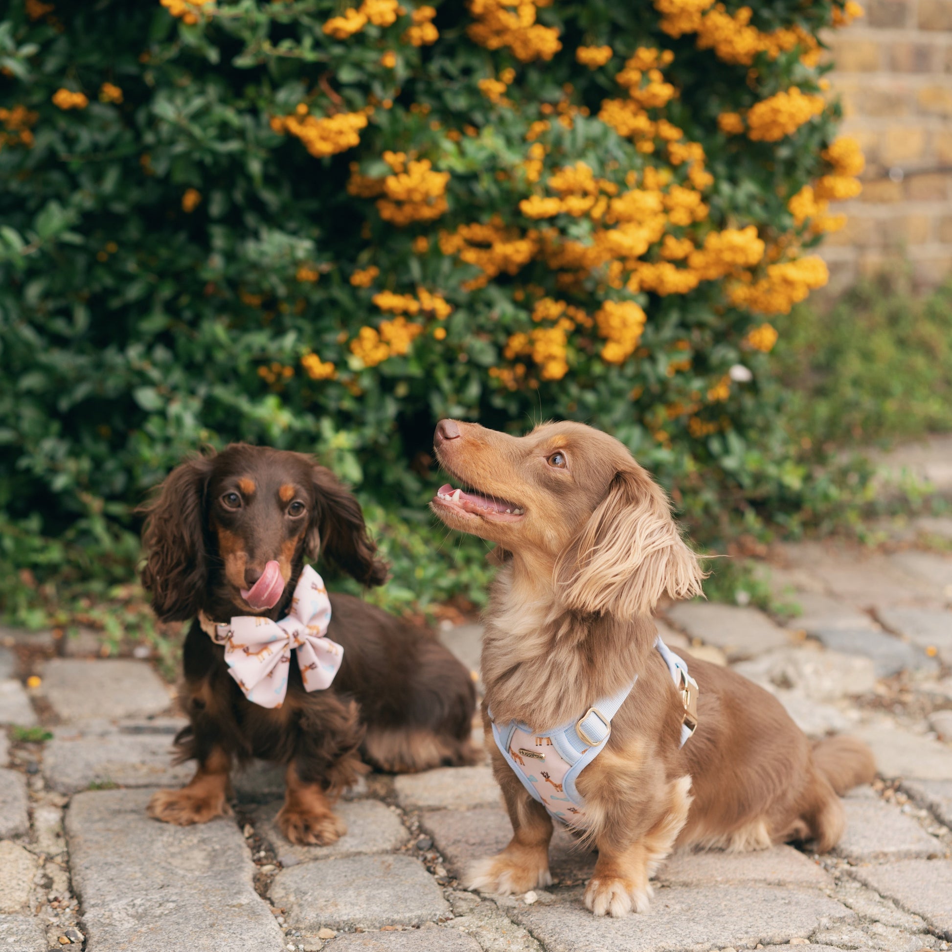 Two dachshunds wearing bow ties standing on a stone path with a bush of yellow flowers in the background.