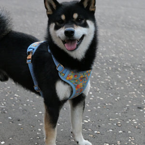 Citrus Breeze Dog Harness