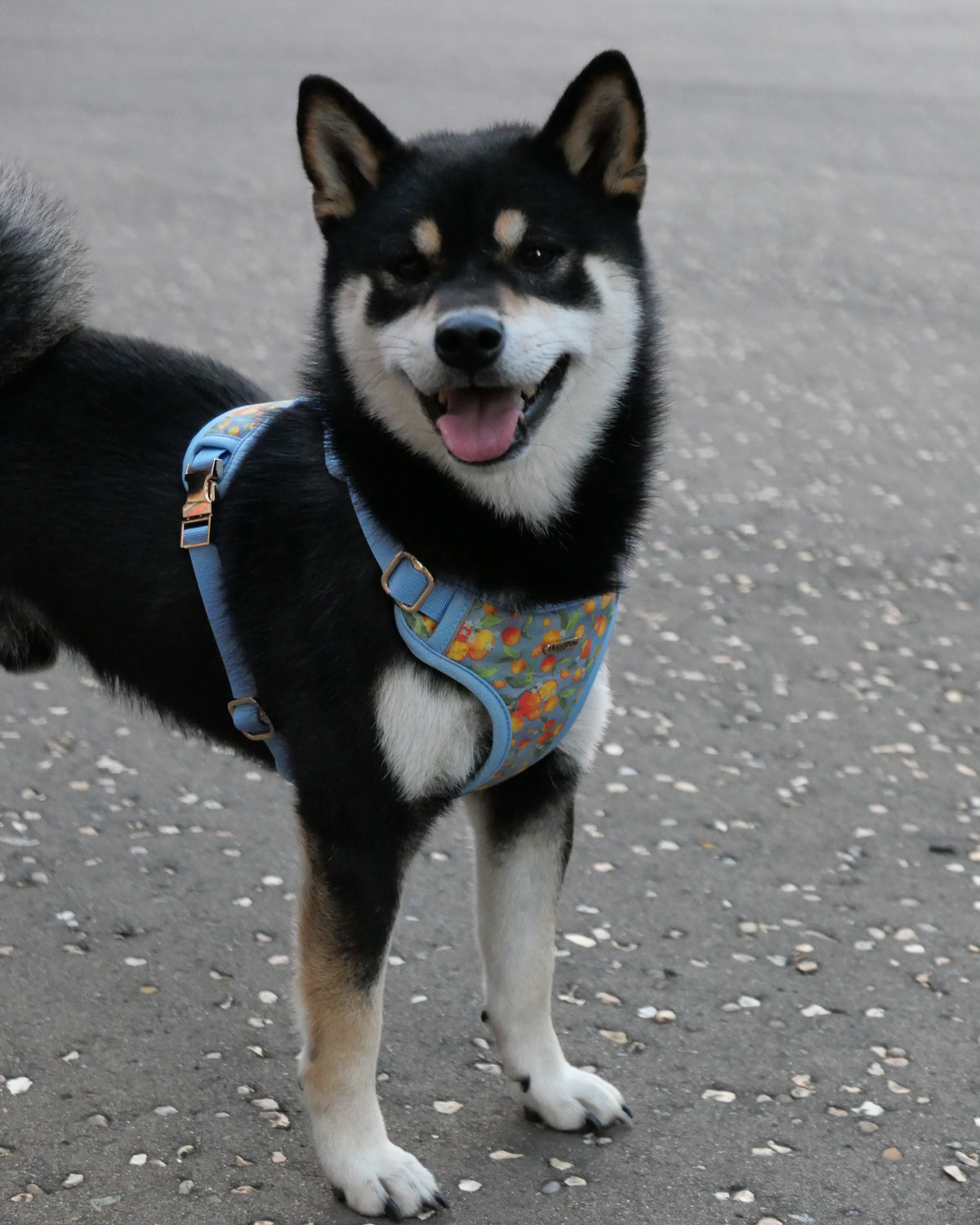 Citrus Breeze Dog Harness