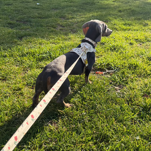 Vintage Fleur Dog Lead