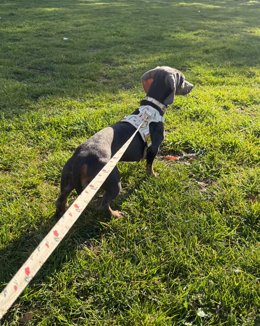 Vintage Fleur Dog Lead