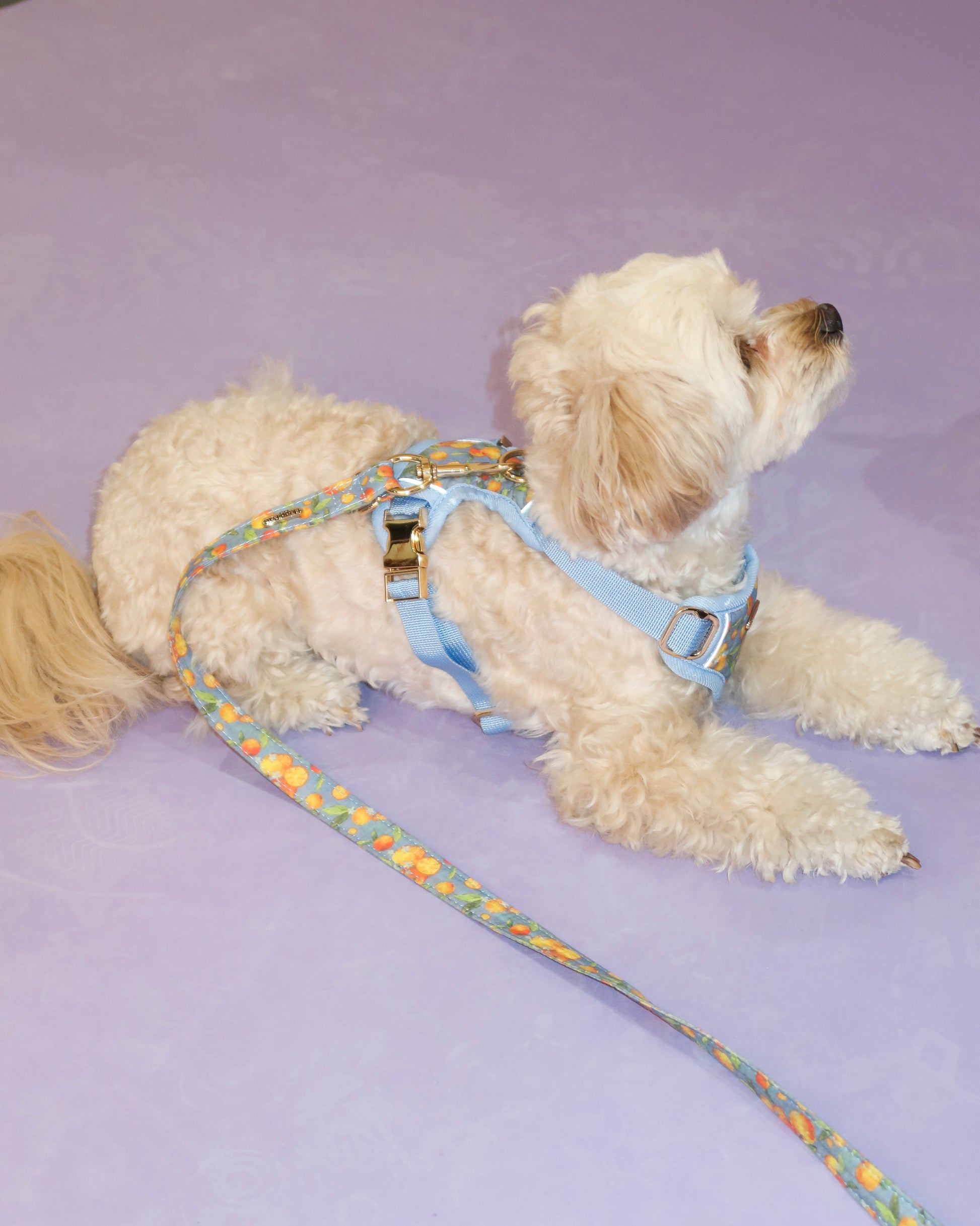Citrus Breeze Harness Set