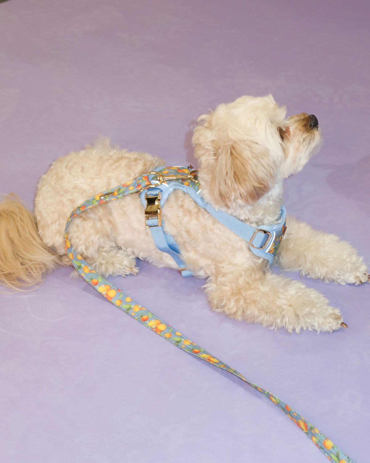 Citrus Breeze Harness Set