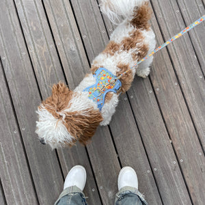 Citrus Breeze Dog Harness
