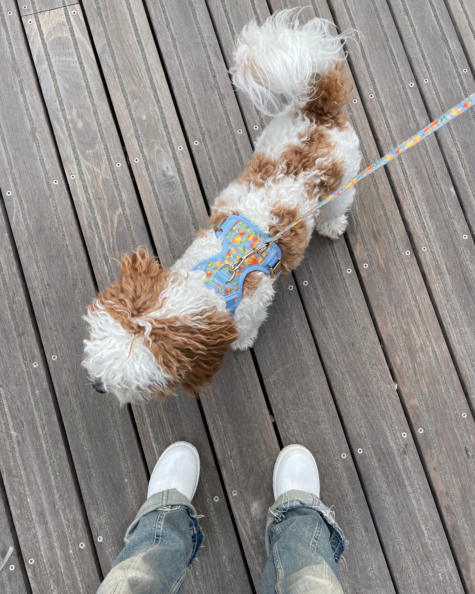 Citrus Breeze Dog Harness