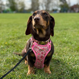 Rosy Bloom Dog Harness