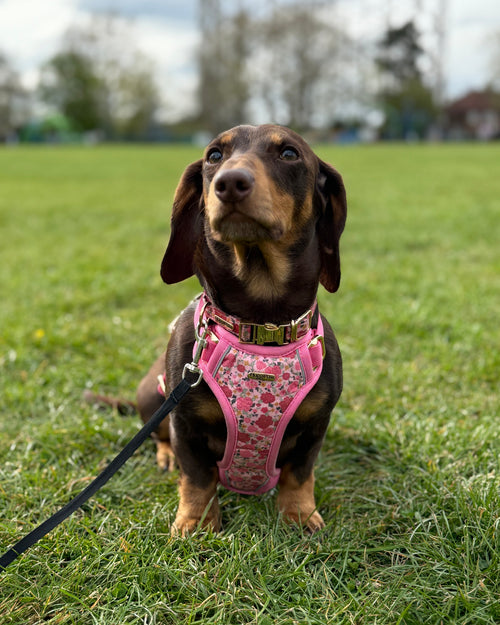 Rosy Bloom Dog Harness