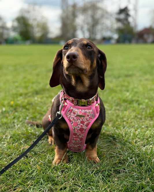 Rosy Bloom Dog Harness