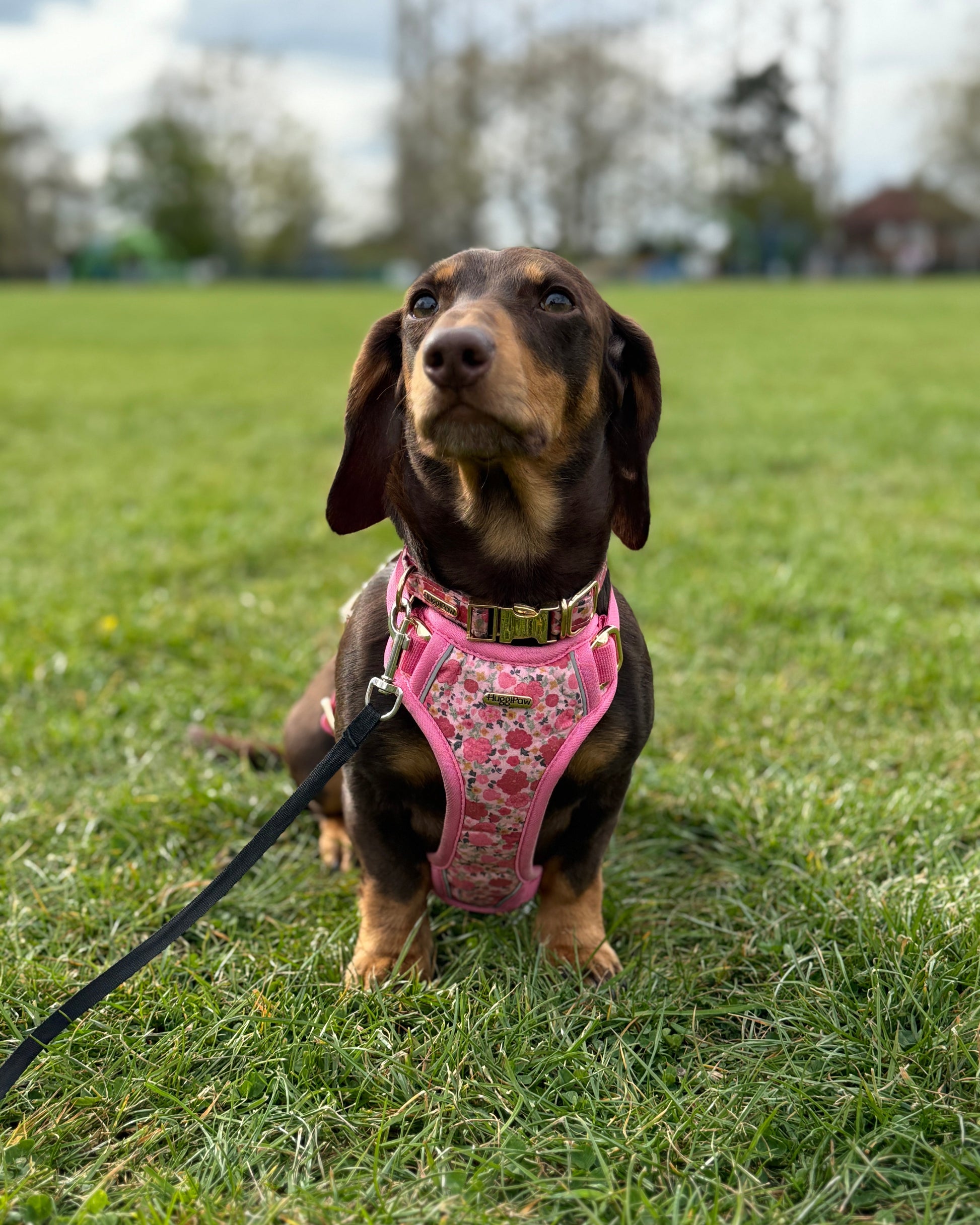Rosy Bloom Dog Collar