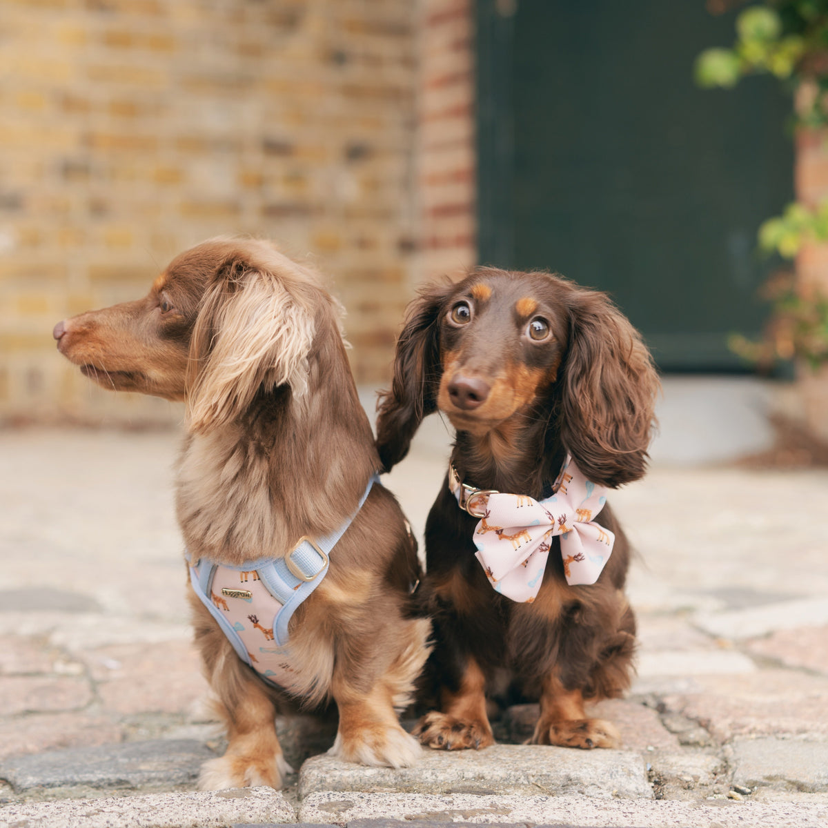 Two dachshunds standing on a stone path with a brick wall and greenery in the background.