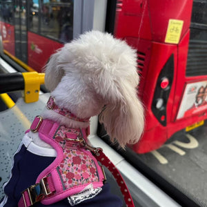 Rosy Bloom Dog Harness