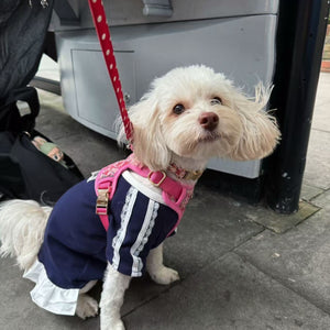Rosy Bloom Dog Harness