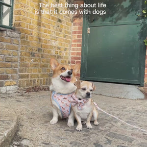 Dreamland Deer Collar Set