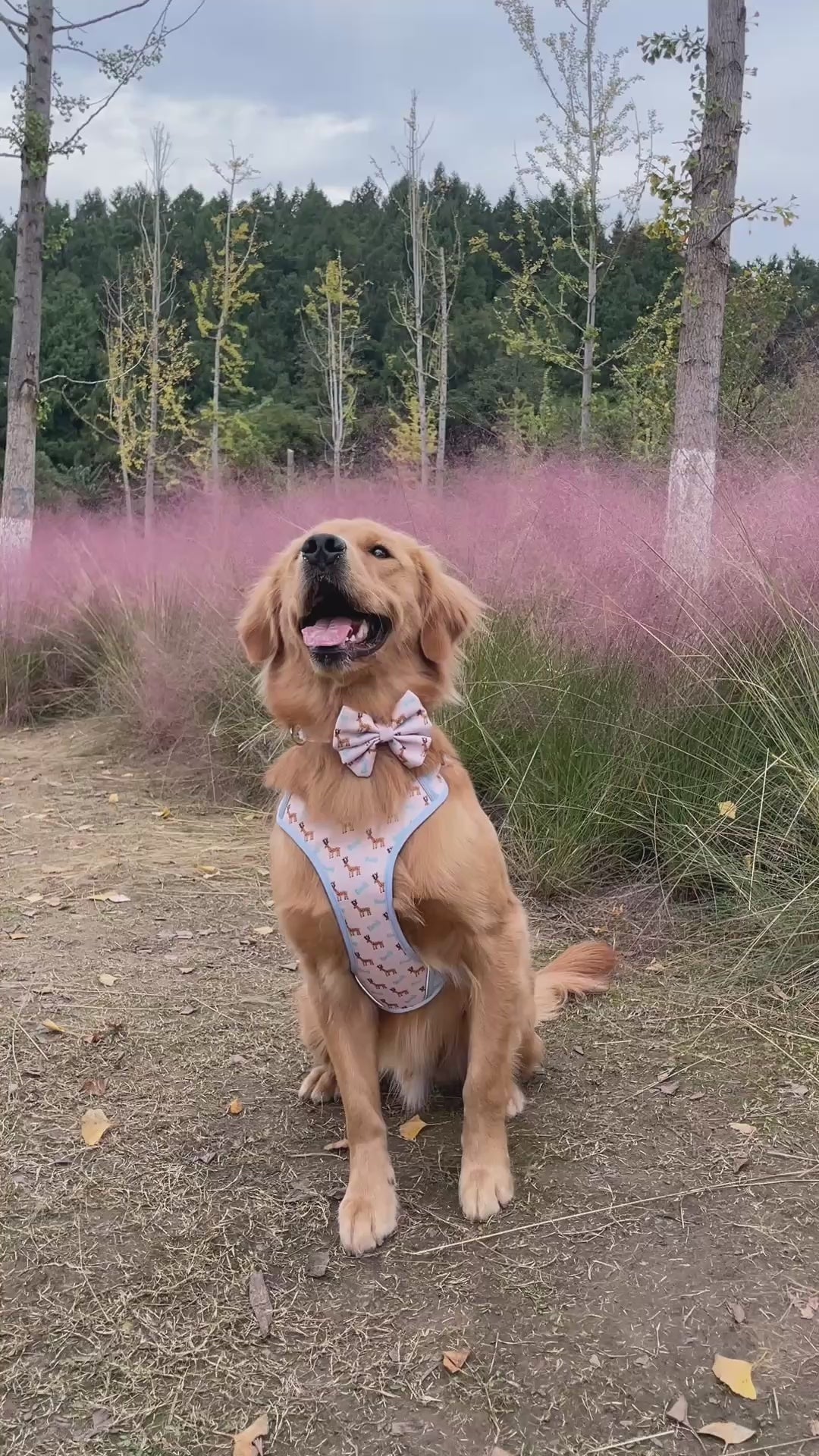 Dreamland Deer Dog Harness