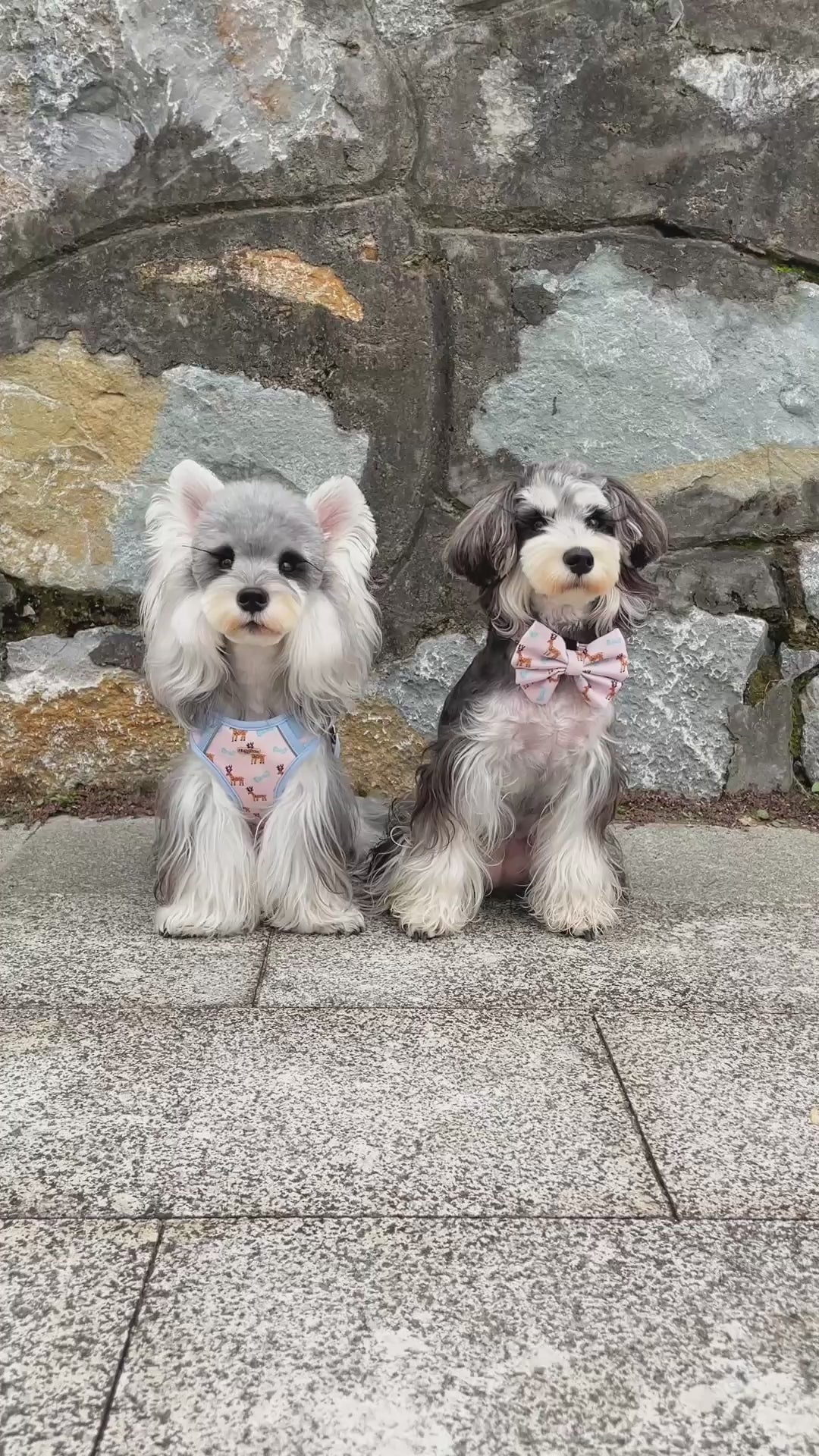 Dreamland Deer Dog Sailor Bow Ties